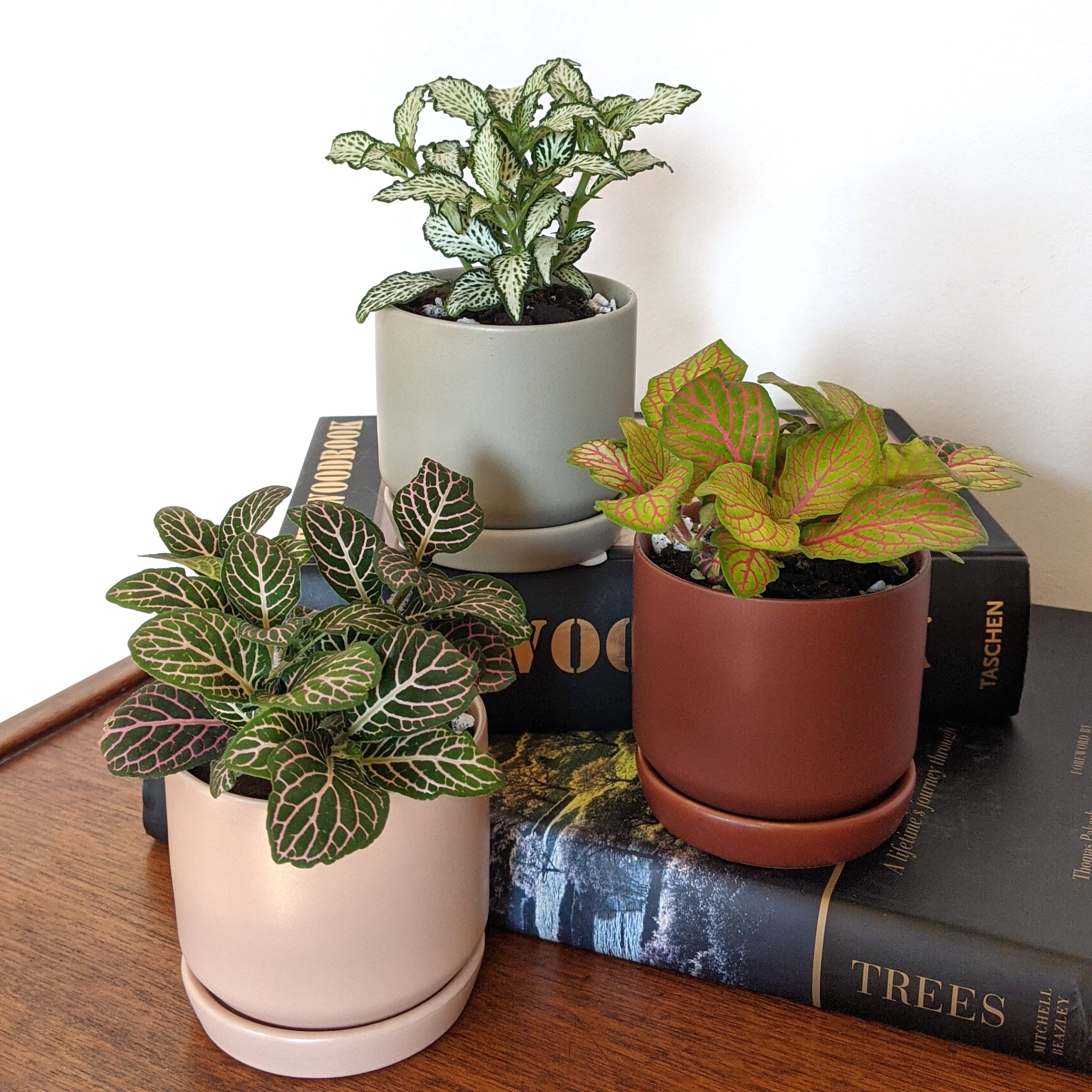 Fittonia planted in Oslo ceramic planter